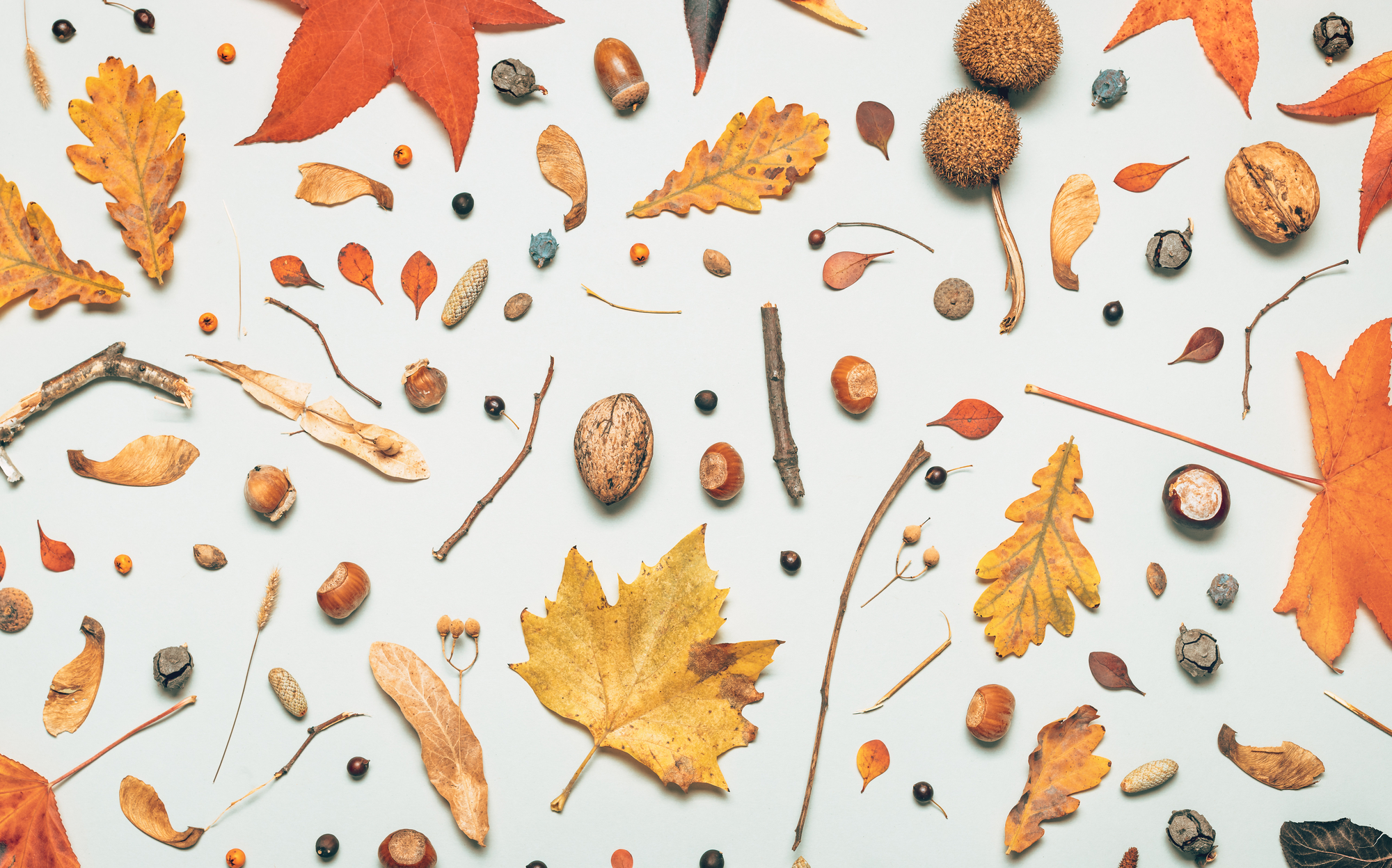 Flat Lay Autumn Season Decoration, Top View