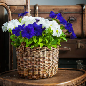 White,and,violet,petunia,flowers,in,a,wattled,basket