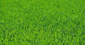 grass g532cc6053 640