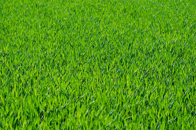 grass g532cc6053 640